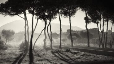 contrallum alfredo sanz 1o premio artistica