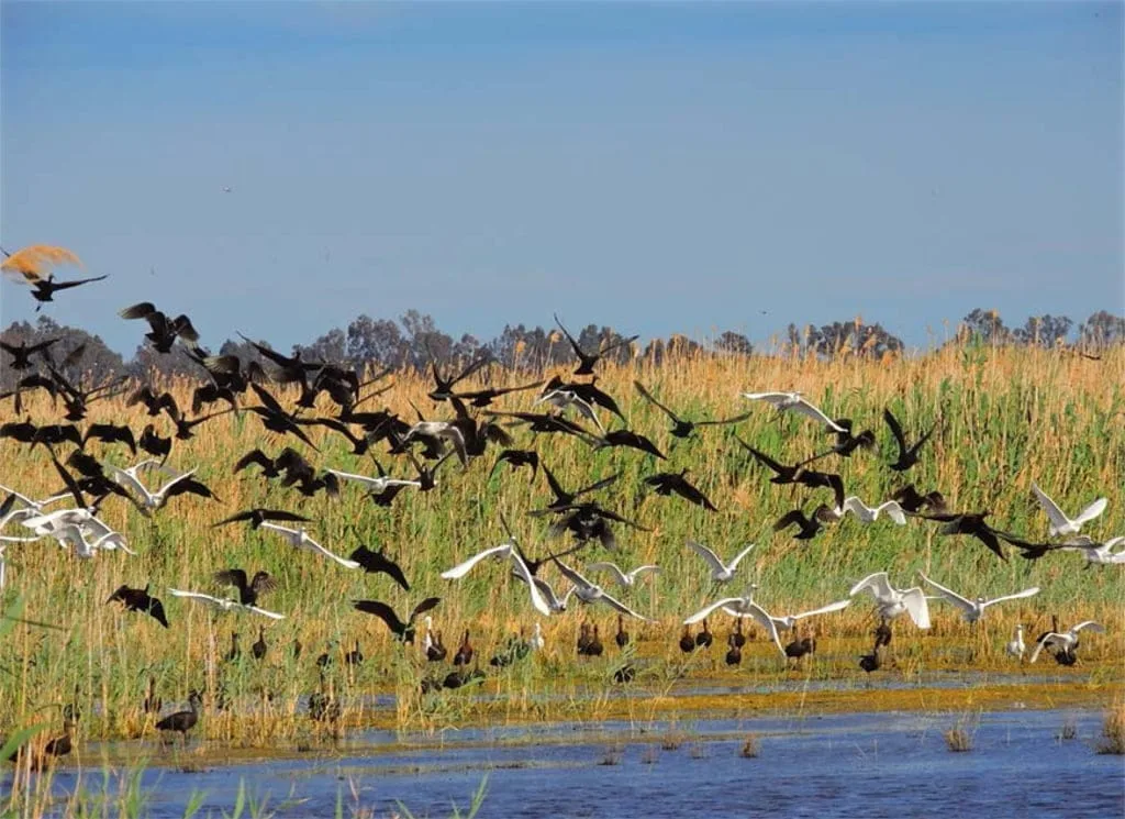 Unas jornadas gratuitas acercarán el mundo de las aves que nos rodean a todo el público 1 Día Mundial de las aves migratorias