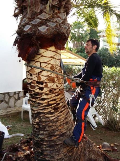 Poda de palmera en RMM