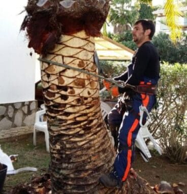 poda de palmera en rmm2