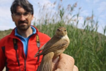 observacion de aves en la marjal pego oliva