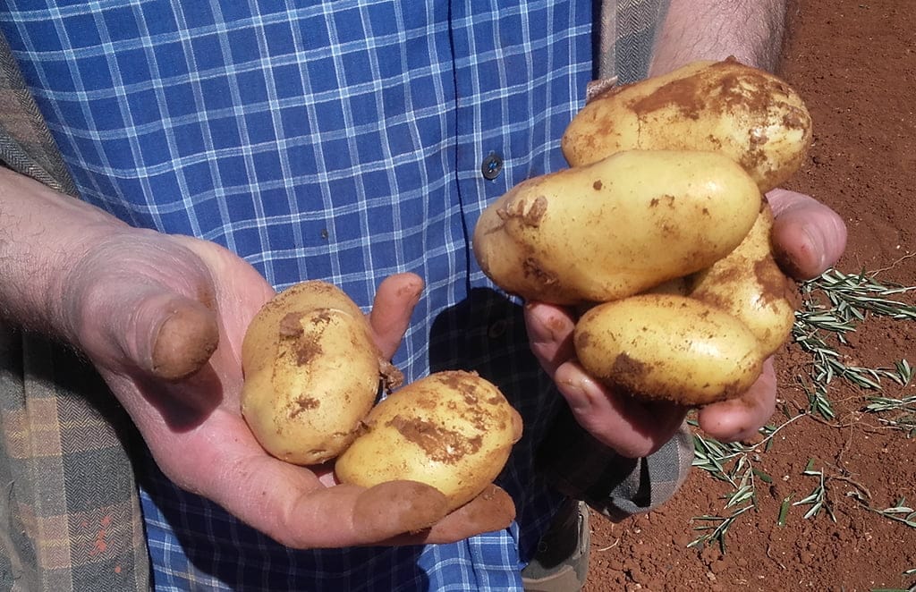 Patatas recogidas Ca Dora