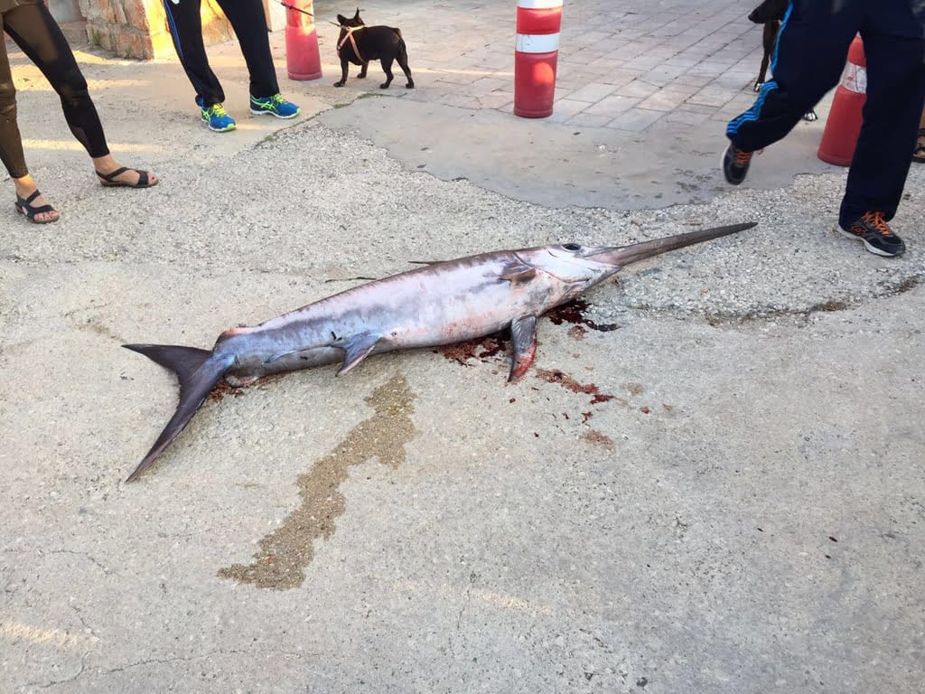 Pez espada muerto en Dénia