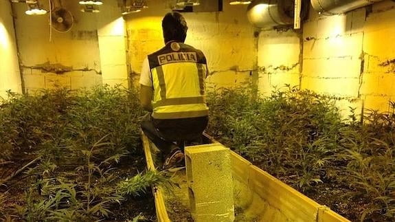 Plantación de marihuana incautada en Dénia