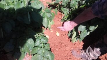 Recogida verduras Ca Dora