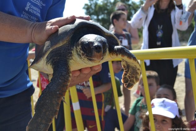16 suelta de tortugas en denia tortuga verde
