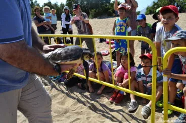 Suelta de tortugas en Dénia – alumnos del Maristas