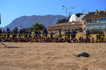 Suelta de tortugas en la playa – tortuga boba recorriendo la arena