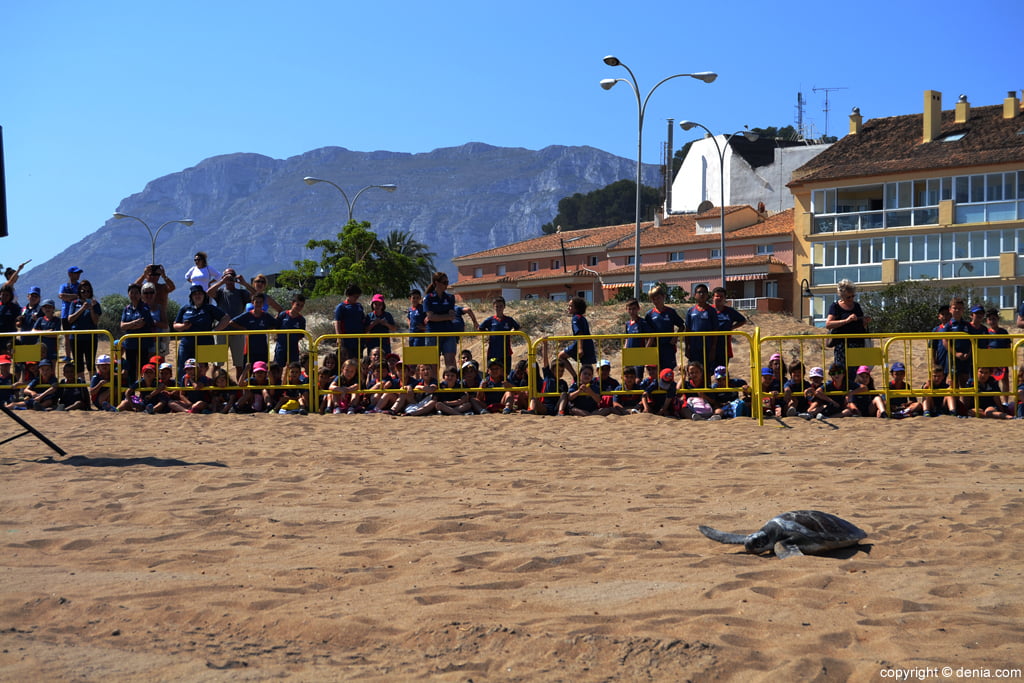 Suelta de tortugas en la playa – tortuga boba recorriendo la arena