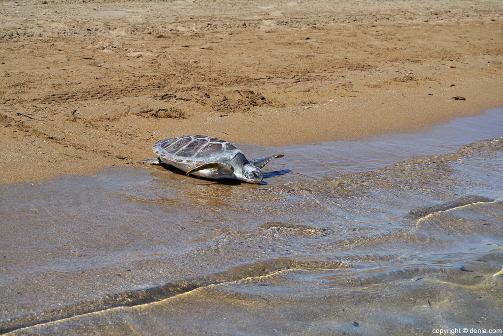 Suelta de tortugas en la playa – tortuga boba entrando en la orilla