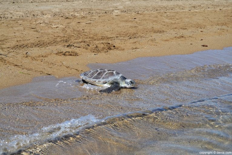 Suelta de tortugas en la playa de Dénia - tortuga boba entrando en la orilla