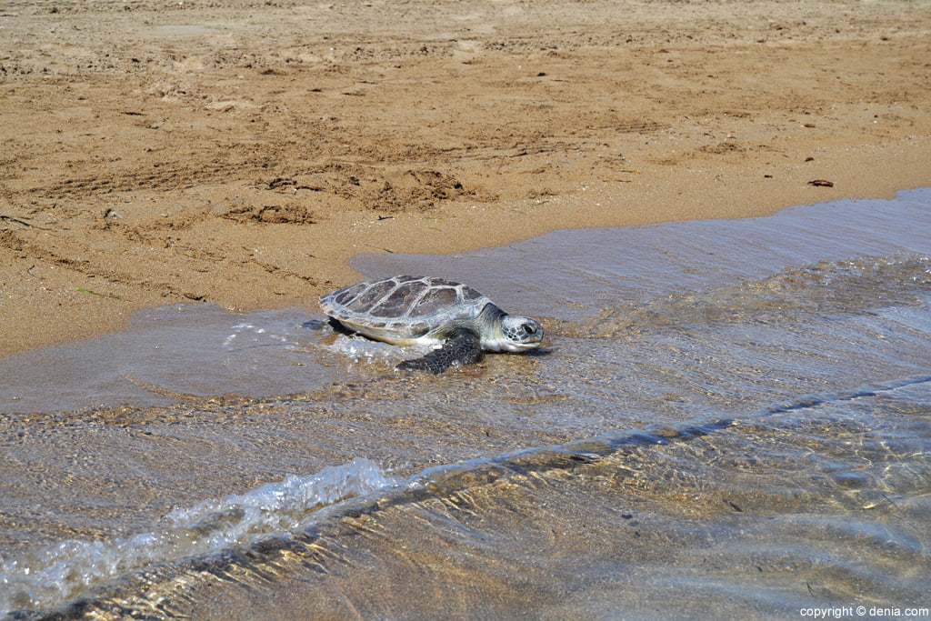 Suelta de tortugas en la playa de Dénia – tortuga boba entrando en la orilla