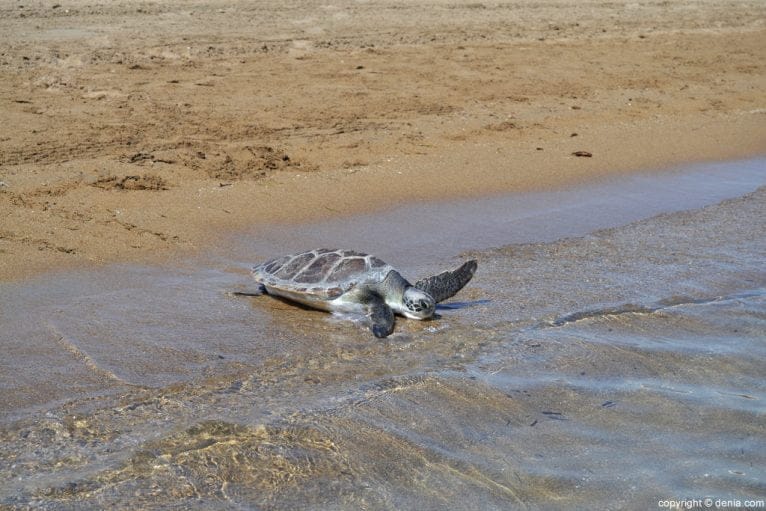 Suelta de tortugas en la playa de Dénia - tortuga boba en la orilla