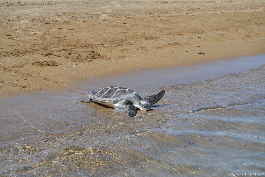 Suelta de tortugas en la playa de Dénia – tortuga boba en la orilla