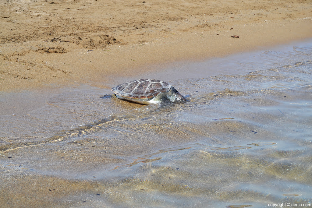 Suelta de tortugas en la playa de Dénia – tortuga boba entrando en el agua
