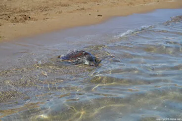 Suelta de tortugas en la playa de Dénia – tortuga boba en el agua