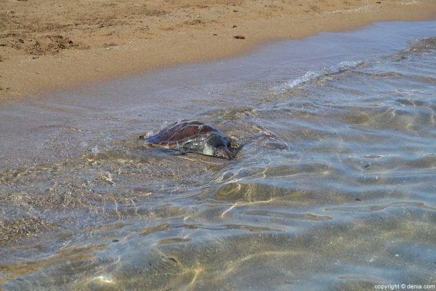 26 suelta de tortugas en la playa de denia tortuga boba en el agua