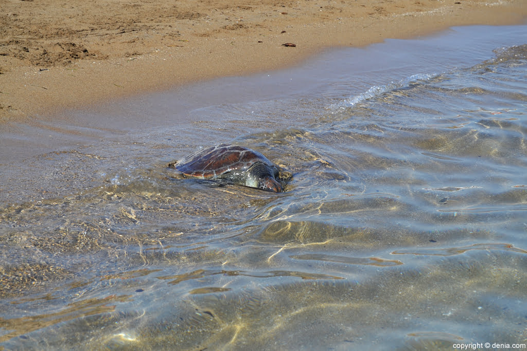 Suelta de tortugas en la playa de Dénia – tortuga boba en el agua