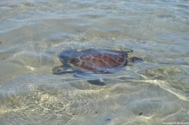 Suelta de tortugas en Dénia – tortuga boba en el agua