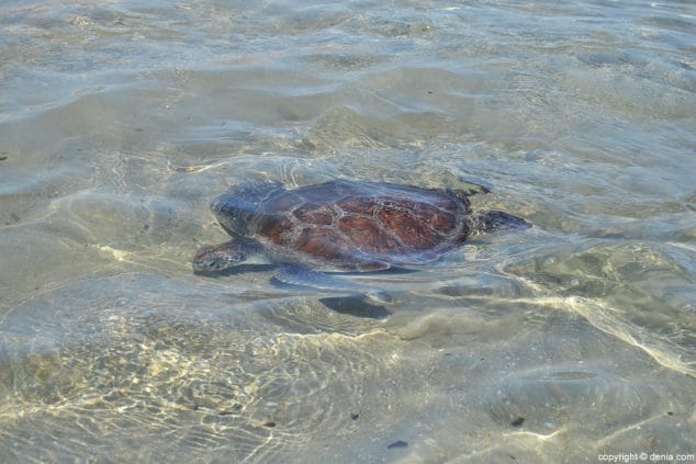 27 suelta de tortugas en denia tortuga boba en el agua