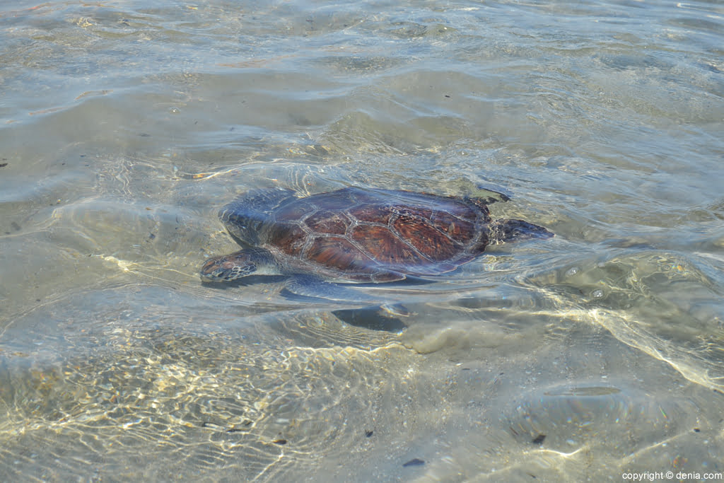 Suelta de tortugas en Dénia – tortuga boba en el agua