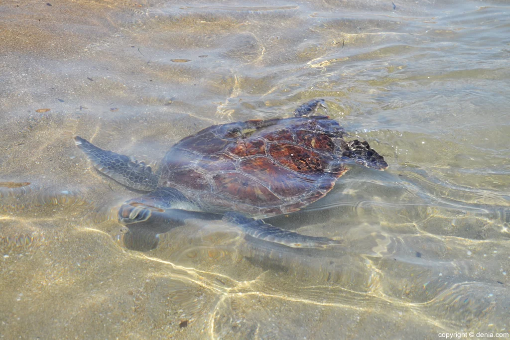28 Suelta de tortugas en la playa del Raset de Dénia – tortuga boba en el agua