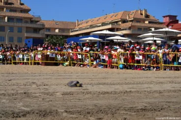 Suelta de tortugas en la playa del Raset de Dénia – tortuga verde camino de la orilla