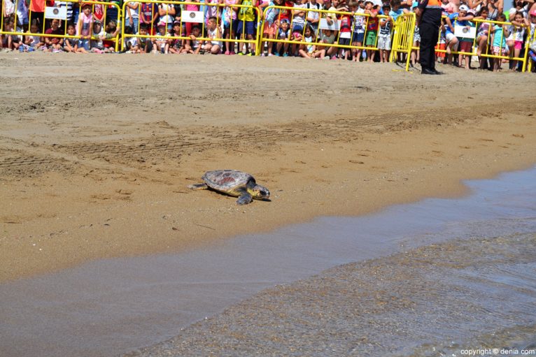 Suelta de tortugas en la playa del Raset de Dénia - tortuga verde llegando al agua