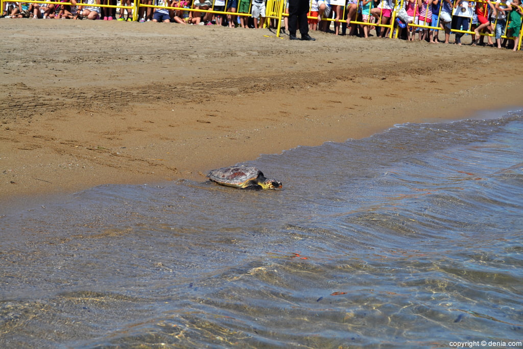 Suelta de tortugas en la playa del Raset de Dénia – tortuga verde entrando al agua