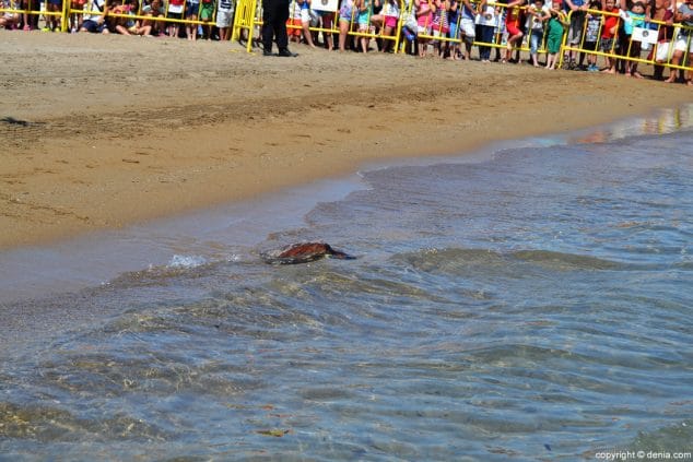 32 suelta de tortugas en denia tortuga verde entrando al agua
