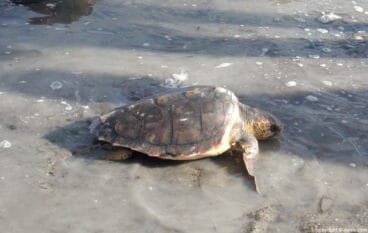 suelta de tortugas en denia