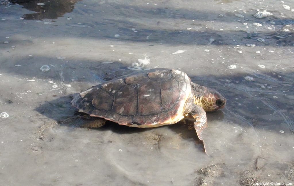 Dos tortugas regresan hoy al mar desde la playa de la Punta del Raset 1 Suelta de tortugas en Dénia