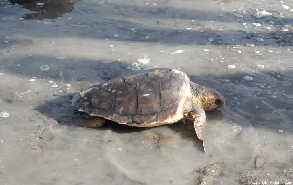 Suelta de tortugas en Dénia