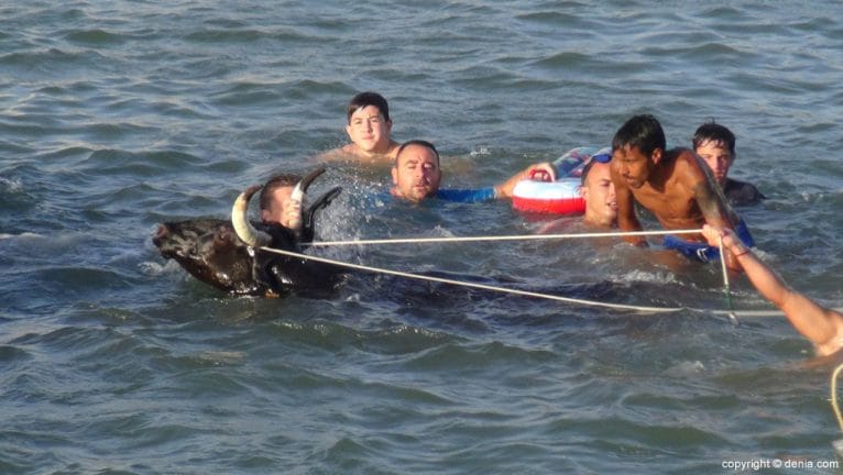 Toro saliendo del agua