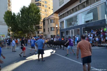 Primer día de fiestas de Dénia 2016 – toros camino de la plaza