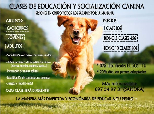 Clases de educación y socialización canina Adiestramiento canino Dénia EL GOS I TU