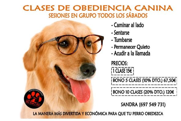 Clases de obediencia Adiestramiento canino Dénia EL GOS I TU