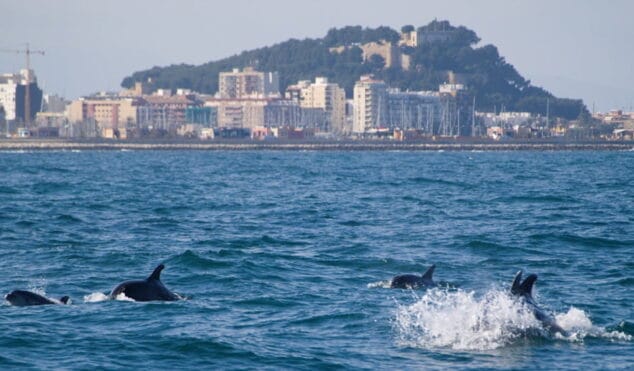 delfines en la costa de denia