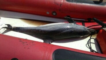 delfin muerto en la embarcacion de salvamar