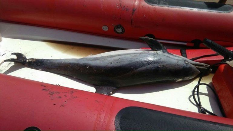 Delfín muerto en la embarcación de Salvamar