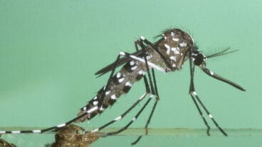 mosquito tigre