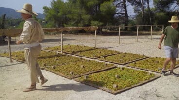 Uva extendida en el cañizo