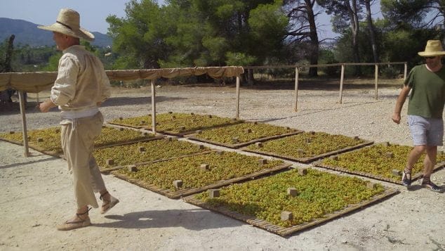 uva extendida en el canizo