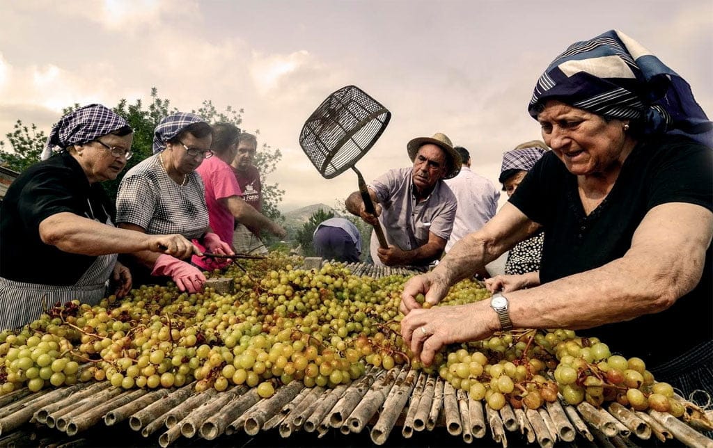 Els Riuraus. L'Elaboració de la Pansa