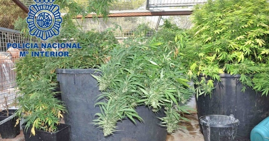 La Policía Nacional detiene en Dénia a un hombre por el cultivo de 500 plantas de marihuana 1 Plantación de marihuana en Dénia