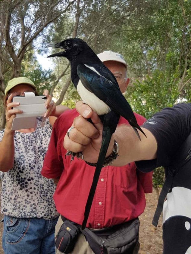dia mundial de las aves actividades