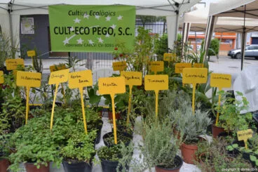 Feria del 9 d’Octubre Dénia – Plantas aromáticas