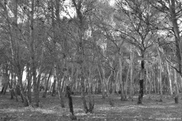 Pinaret d’Elies