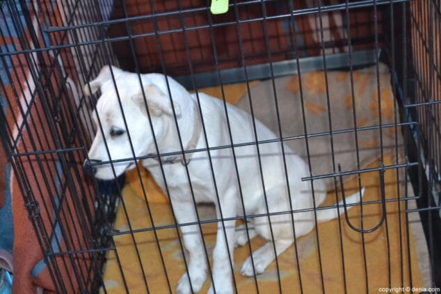 05 jornada solidaria en portal de la marina perrito de apad