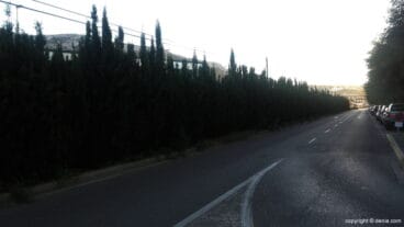cipreses en la avenida joan fuster